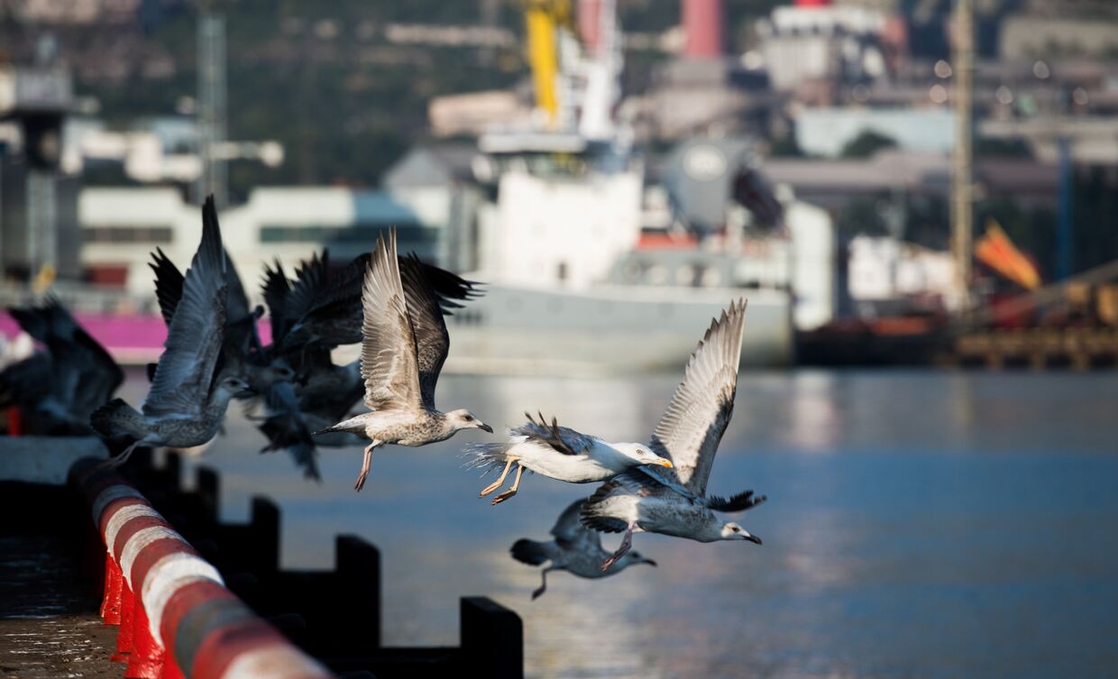 Чайки в Новороссийском морском торговом порту