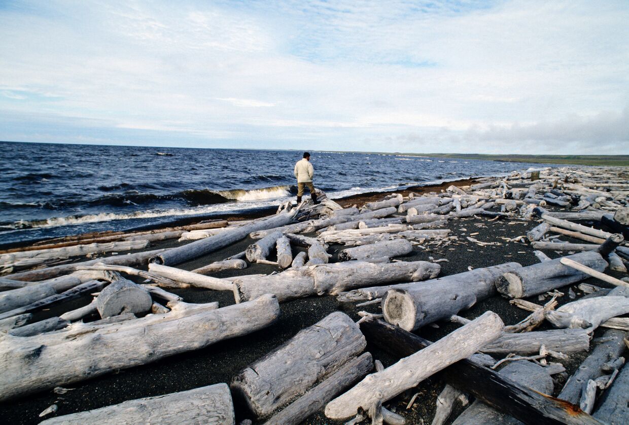 Потерянный лес на побережье Северного Ледовитого океана