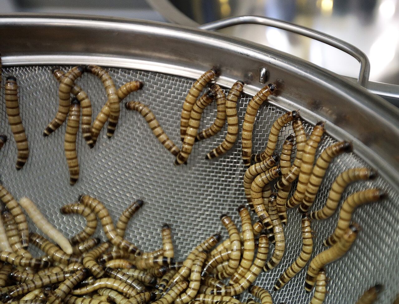 Sina (Китай): в какой провинции Китая больше всего едят насекомых  (Sina.com, Китай) | 07.10.2022, ИноСМИ