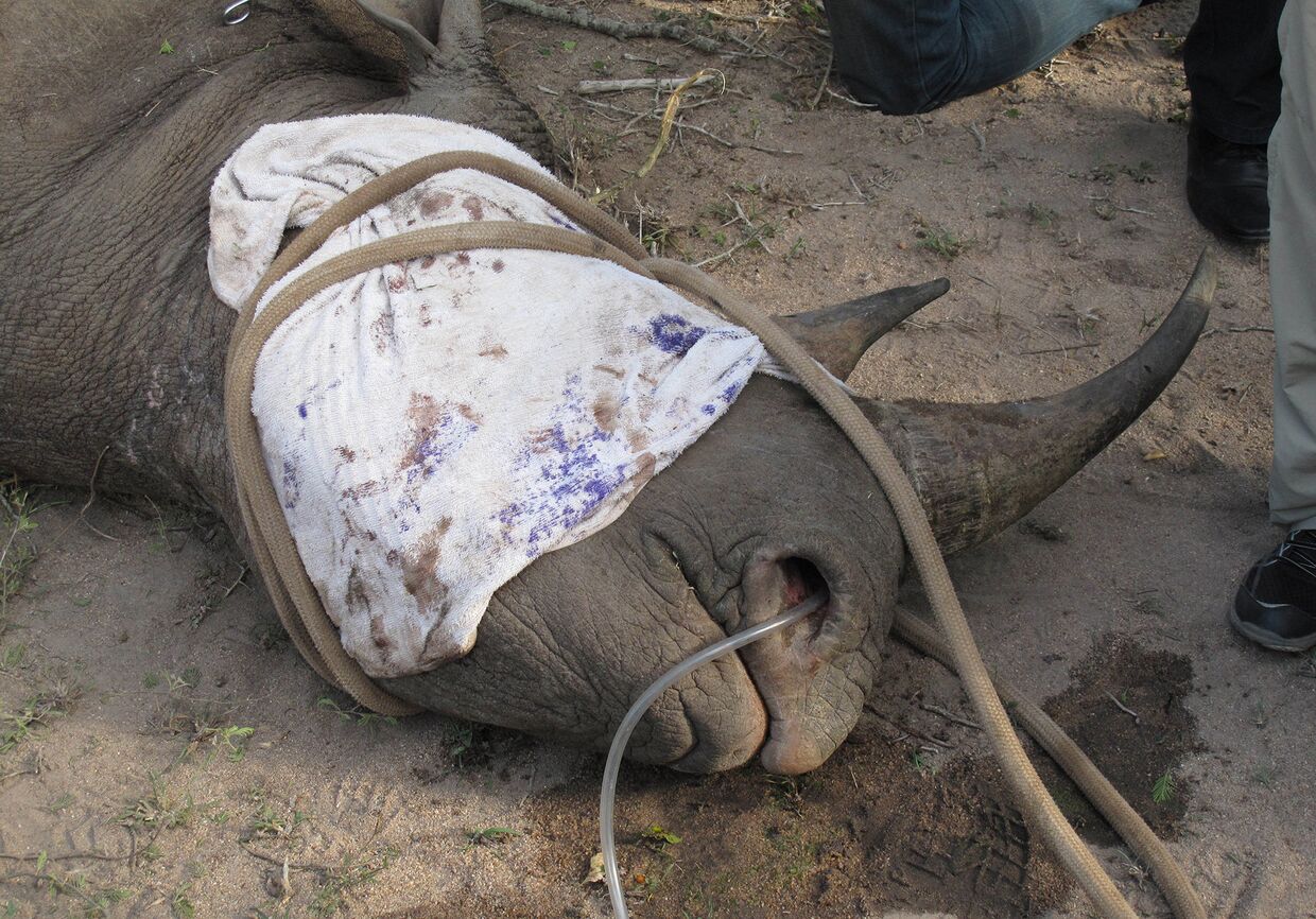 Носорогу в южноафриканском национальном парке Крюгер устанавливают датчик слежения для предотвращения случаев браконьерства