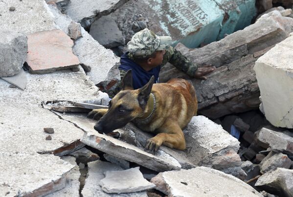 Солдаты со специально обученными собаками ищут выживших среди руин зданий