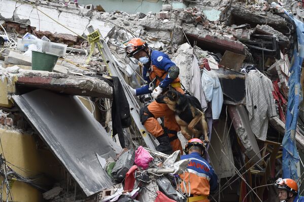 Японские спасатели работают вместе с поисковой собакой