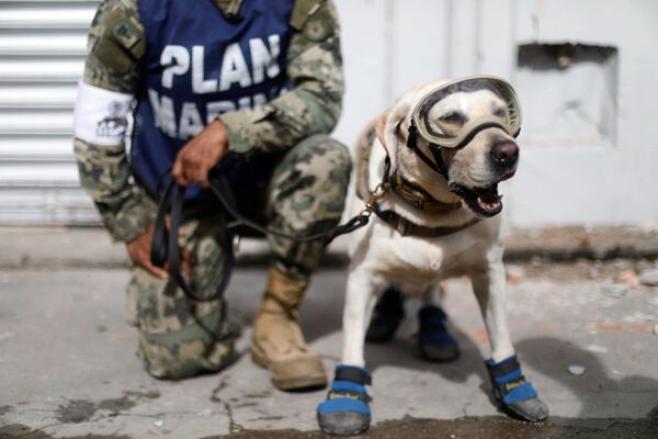 Представитель мексиканского флота стоит рядом с собакой-спасателем после землетрясения
