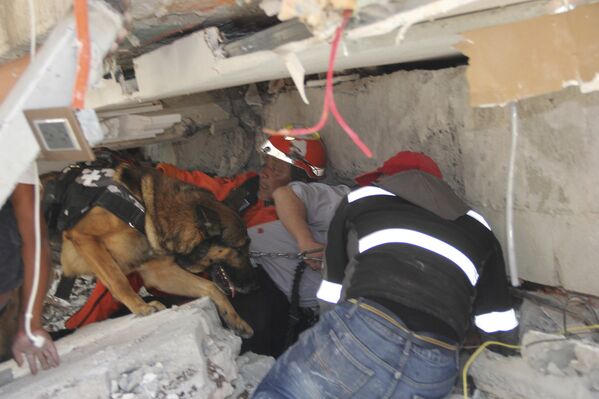 Спасатели и обученная собака ищут детей под завалами рухнувшей школы Энрике Ребсамена