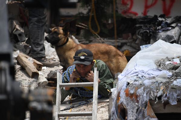 Поисковая собака стоит за спасателем, который с помощью стетоскопа пытается на слух определить местонахождение выживших