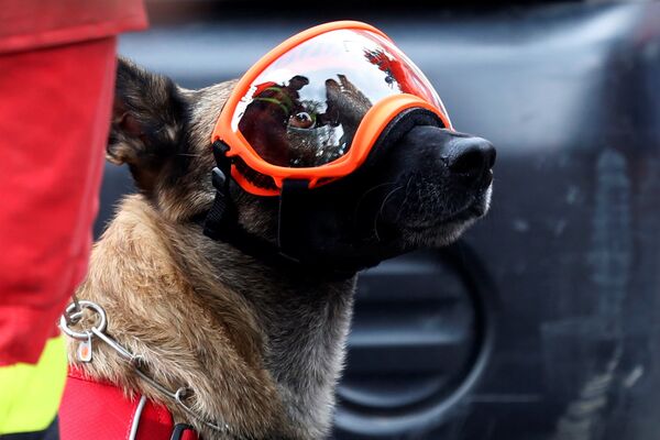 Испанская собака-спасатель по имени Типи готовится искать выживших после обрушения здания в районе Рома