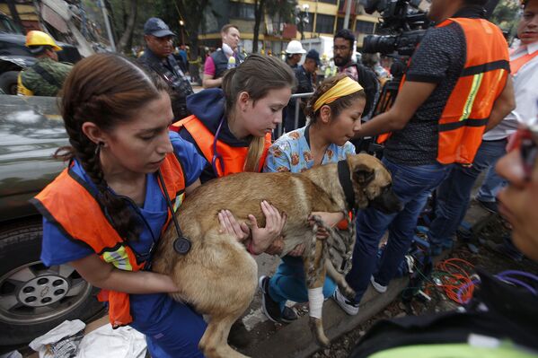 Волонтеры помогают восстановиться собаке-спасателю