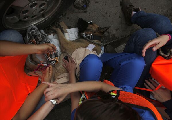 Волонтеры помогают восстановиться собаке-спасателю в районе Сьюдад-Хардин, Мехико
