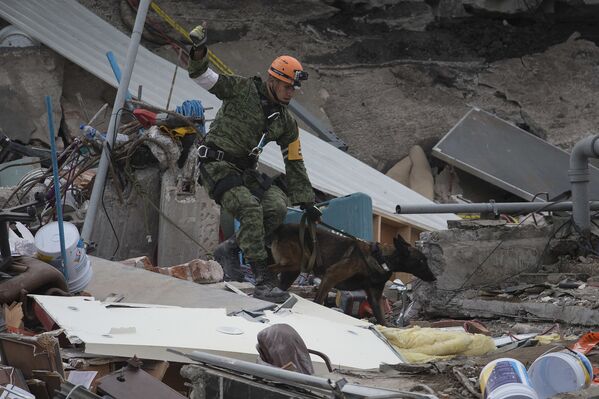 Мексиканский спасатель и поисковая собака возобновляют свою работу на месте рухнувшего офисного здания в районе Рома Норте