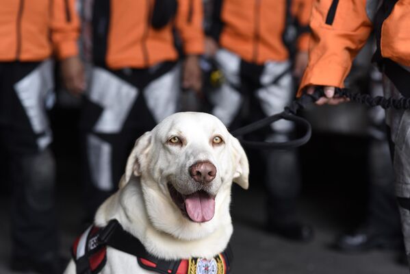 Драго, пес-спасатель, вместе с группой из 47 человек из числа членов Поисково-спасательной команды Гватемалы