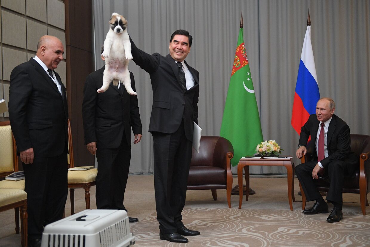Президент Туркмении, председатель кабинета министров Туркмении Гурбангулы Бердымухамедов с щенком породы алабай. 11 октября 2017