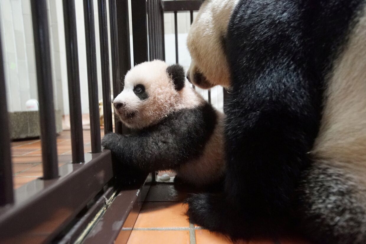 Детёныш панды Сян Сян, родившийся в токийском зоопарке Уэно