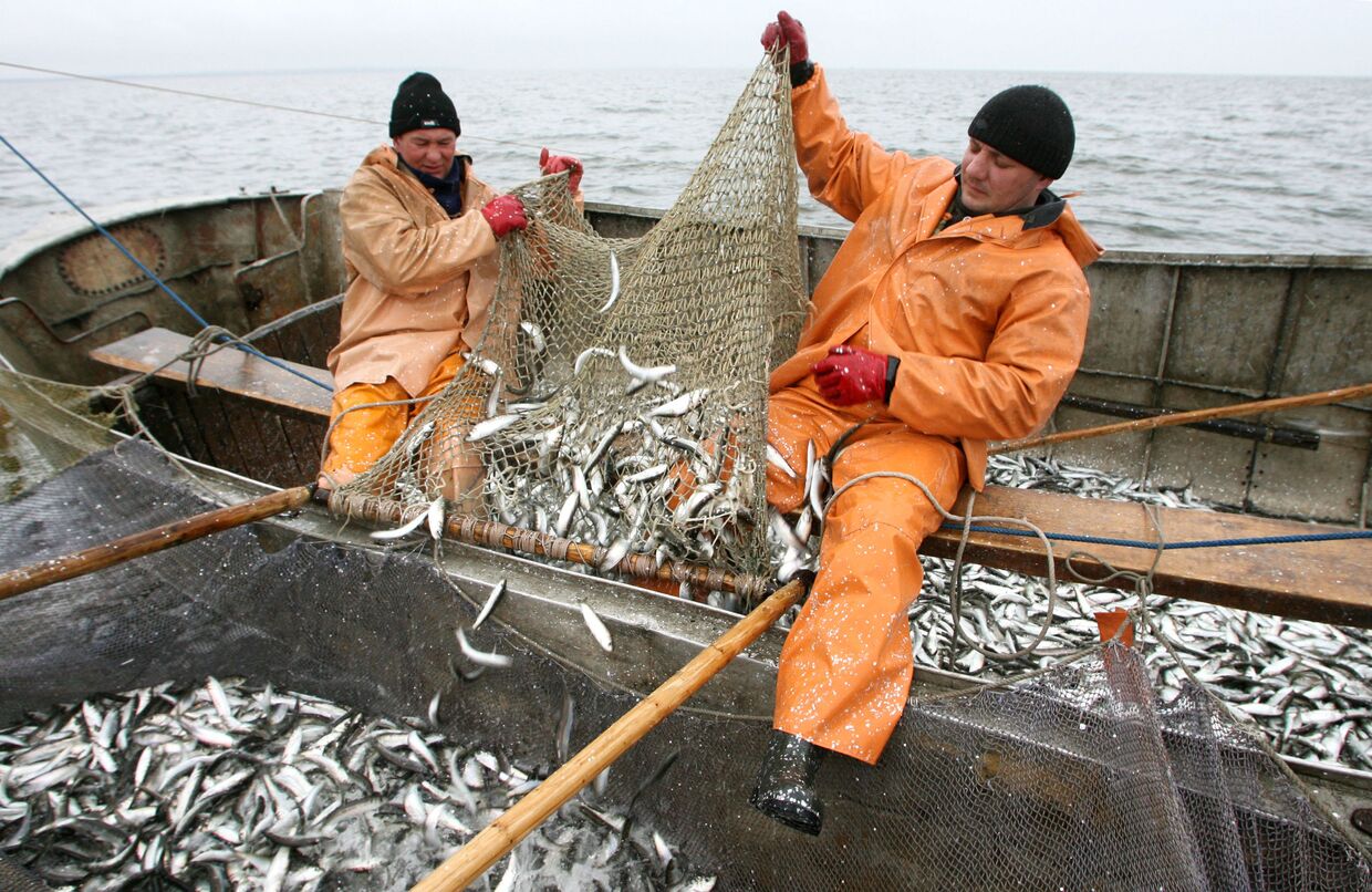 Промысел салаки в Калининградском заливе рыбаками рыболовецкого колхоза Добровольский