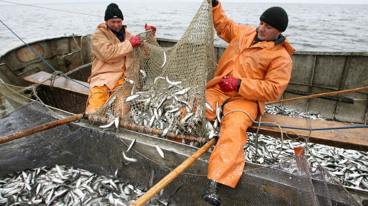 Промысел салаки в Калининградском заливе рыбаками рыболовецкого колхоза Добровольский