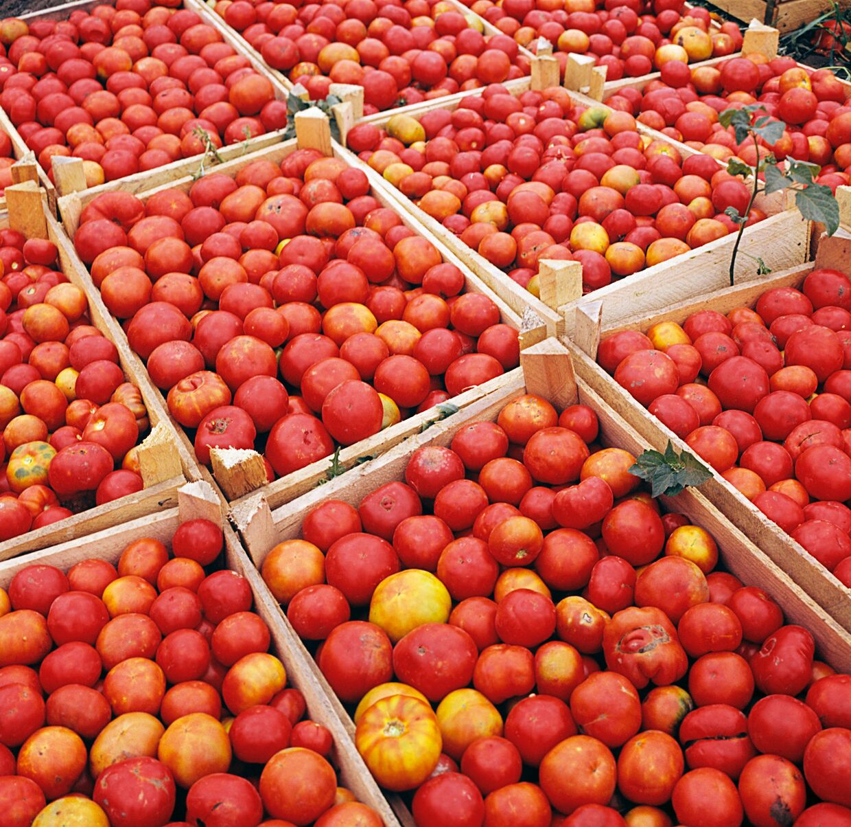 Астраханские помидоры в ящиках