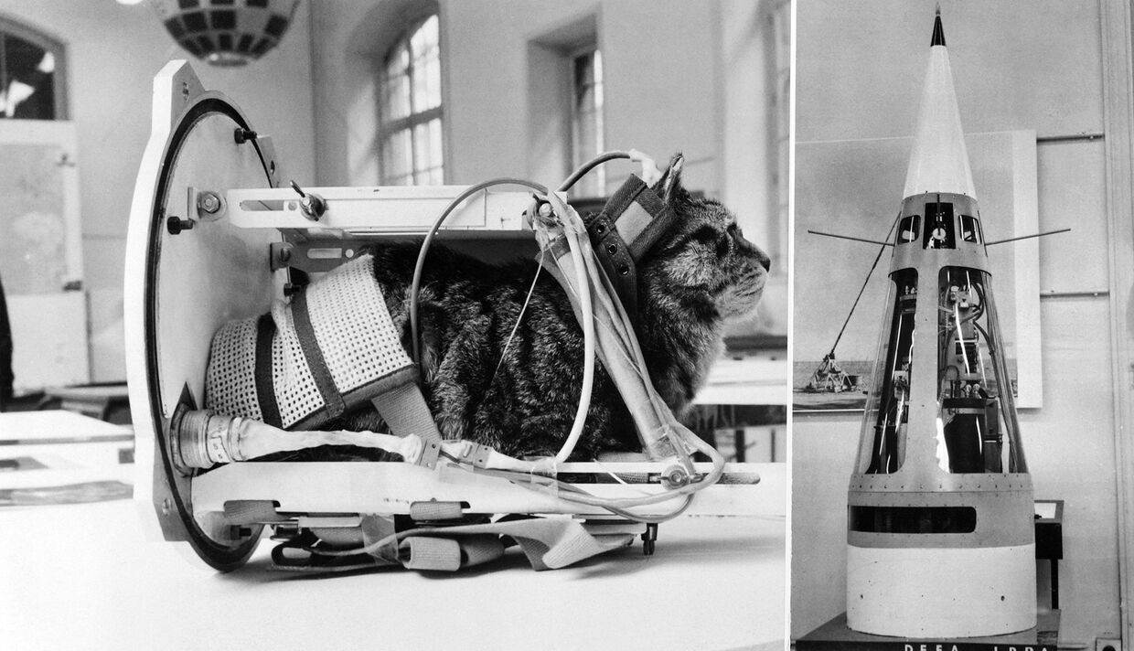 Фелисетт — первая кошка, побывавшая в космическом пространстве