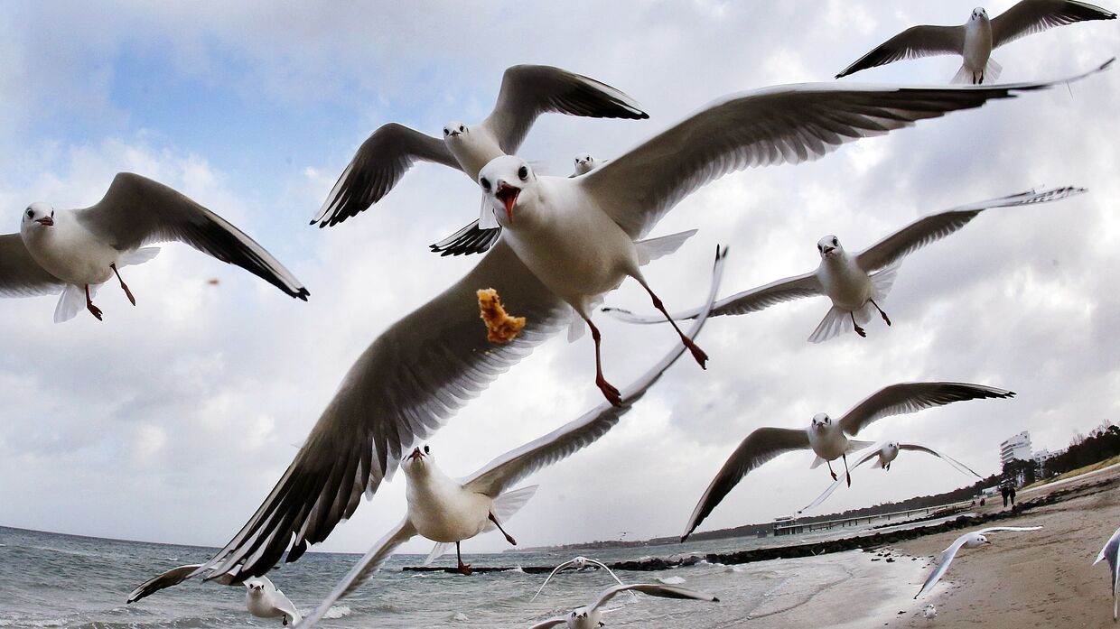 Чайки на берегу Балтийского моря в Тиммендорфер-Штранде, Германия