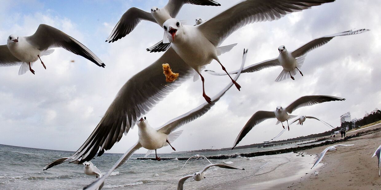 Чайки на берегу Балтийского моря в Тиммендорфер-Штранде, Германия