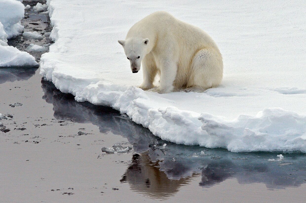 Эксперт: Изменение климата грозит снижением популяции белого медведя