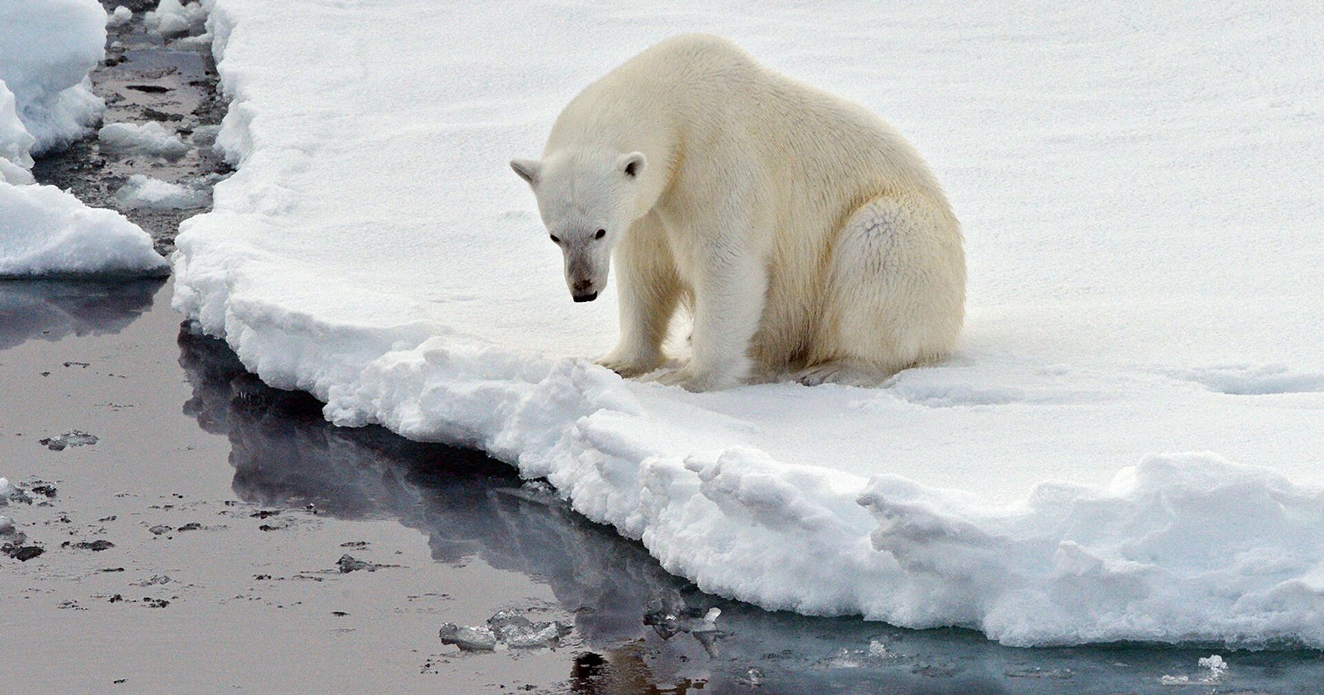 Эксперт: Изменение климата грозит снижением популяции белого медведя - ИноСМИ, 1920, 11.03.2021