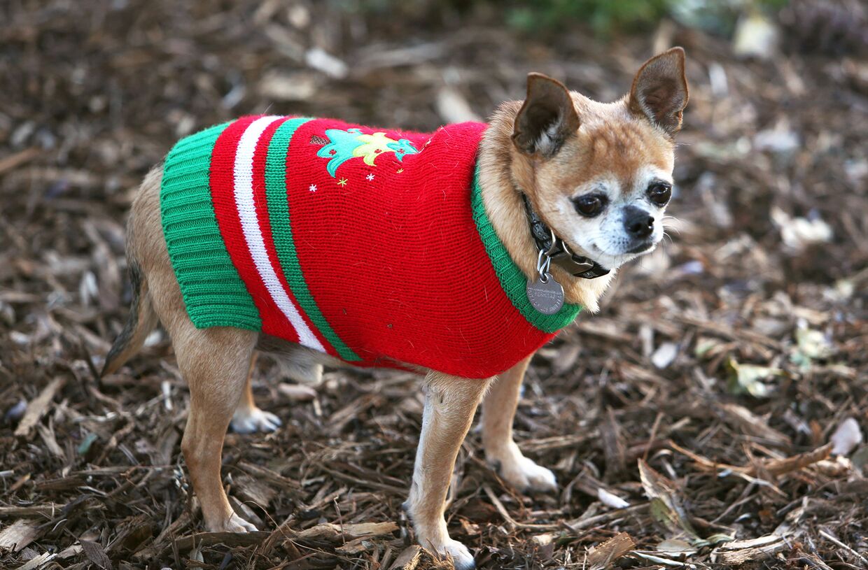 Чихуахуа по кличке Коко в рождественском свитере в Лос-Анджелесе