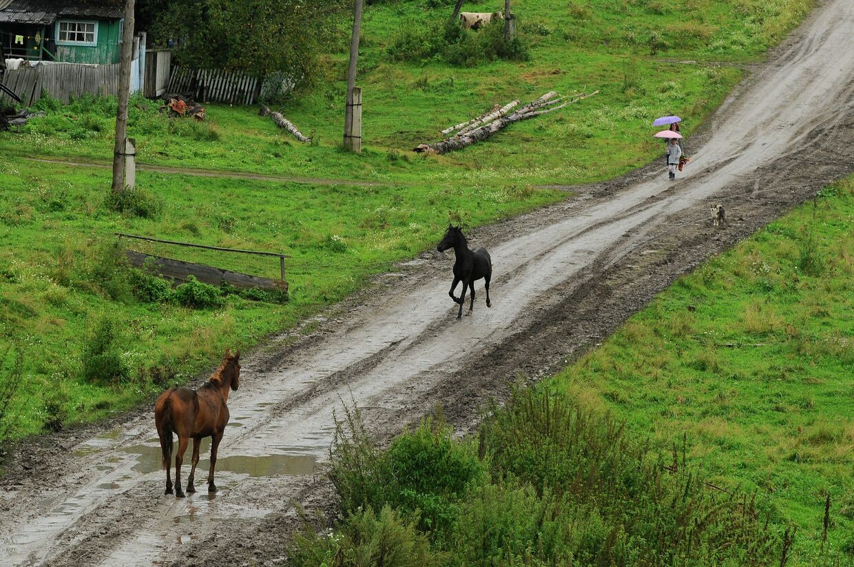 Лошади на деревенской дороге
