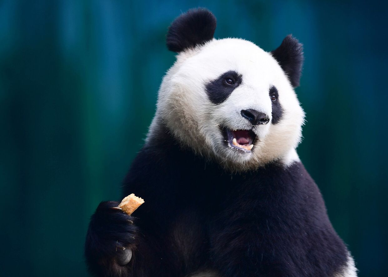 Панда в шэньянском лесном зоологическом саду в Шэньяне, Китай