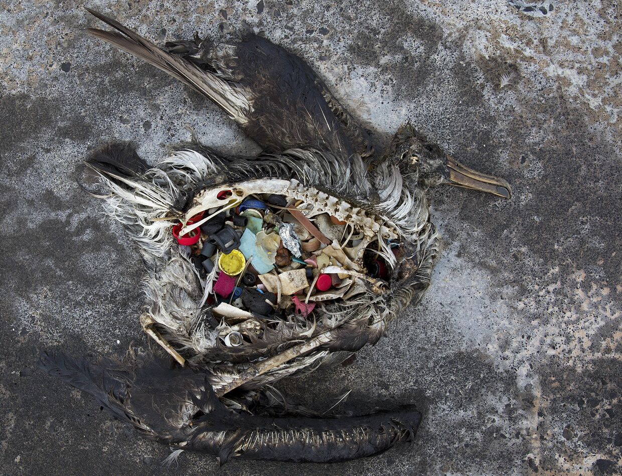 Черноногий альбатросный цыпленок, погибший от голода в результате скопления большого количества пластика в желудке