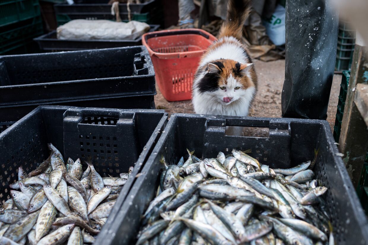 Кот у корзин с рыбой во время прибрежного лова черноморской рыбы в Севастополе