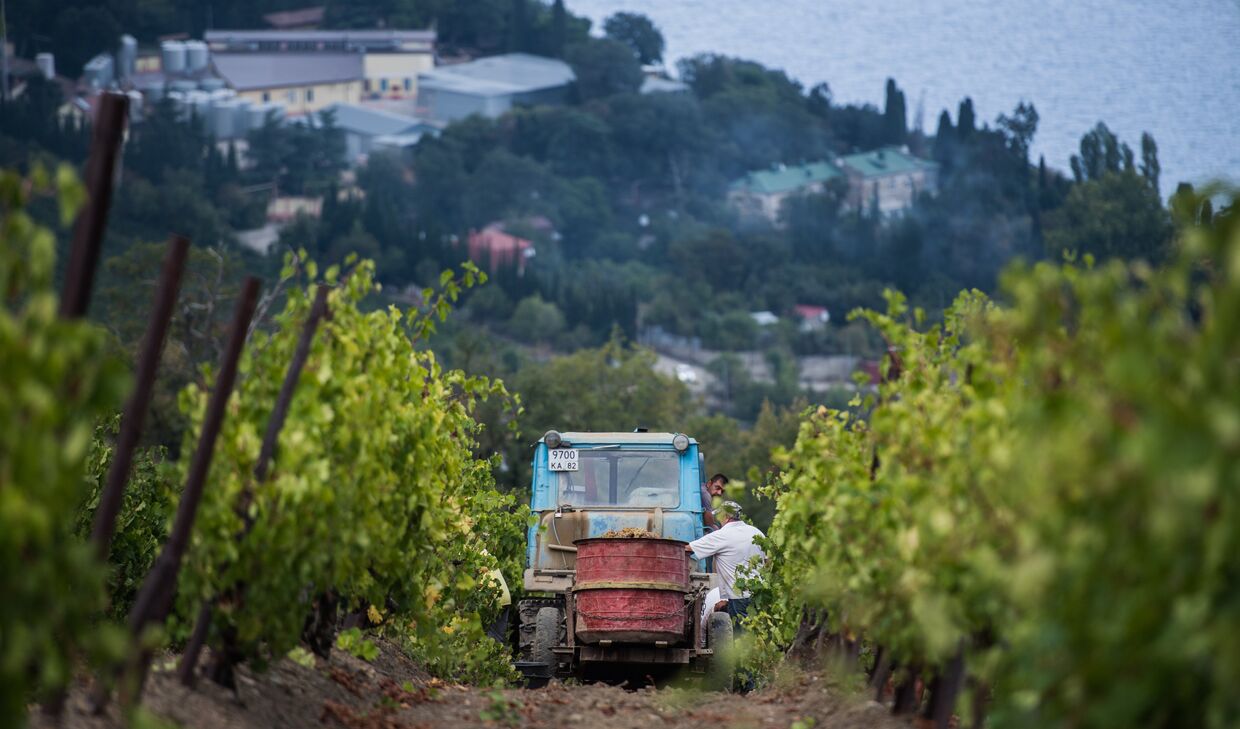 Сбор урожая на виноградниках винодельческого завода «Массандра» в Крыму
