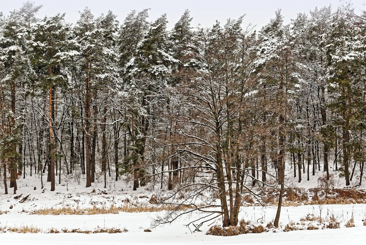 Зимний лес, Украина