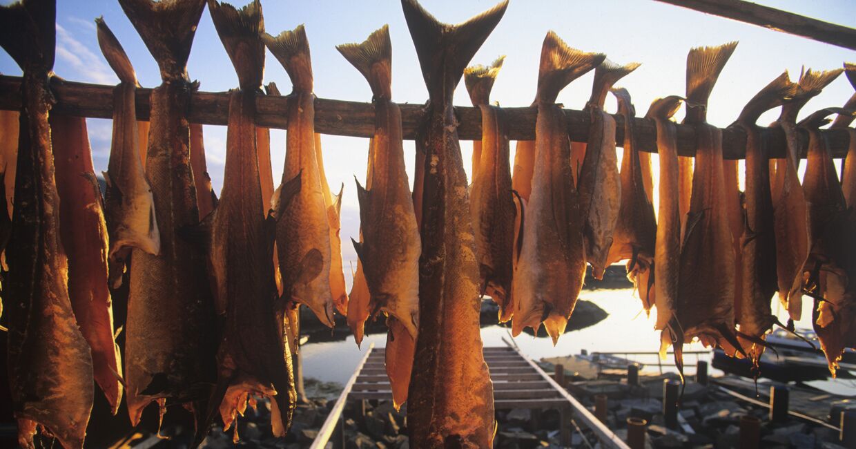 Заготовка рыбы в Норвегии