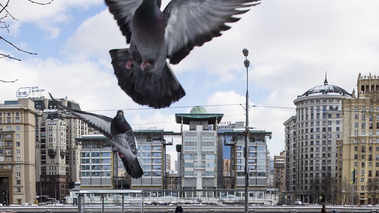 Птицы на фоне здания посольства Великобритании в Москве