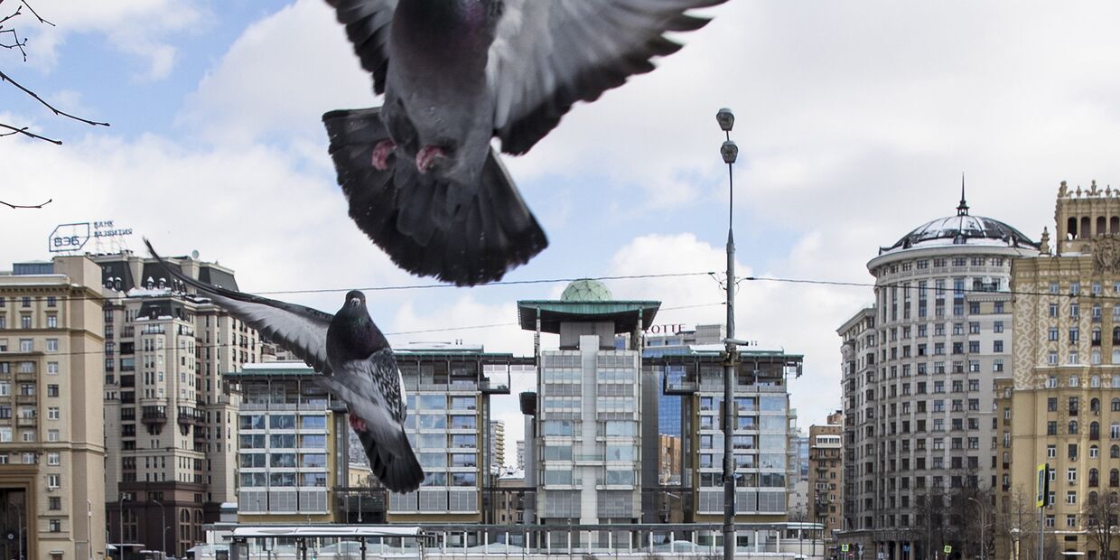 Птицы на фоне здания посольства Великобритании в Москве
