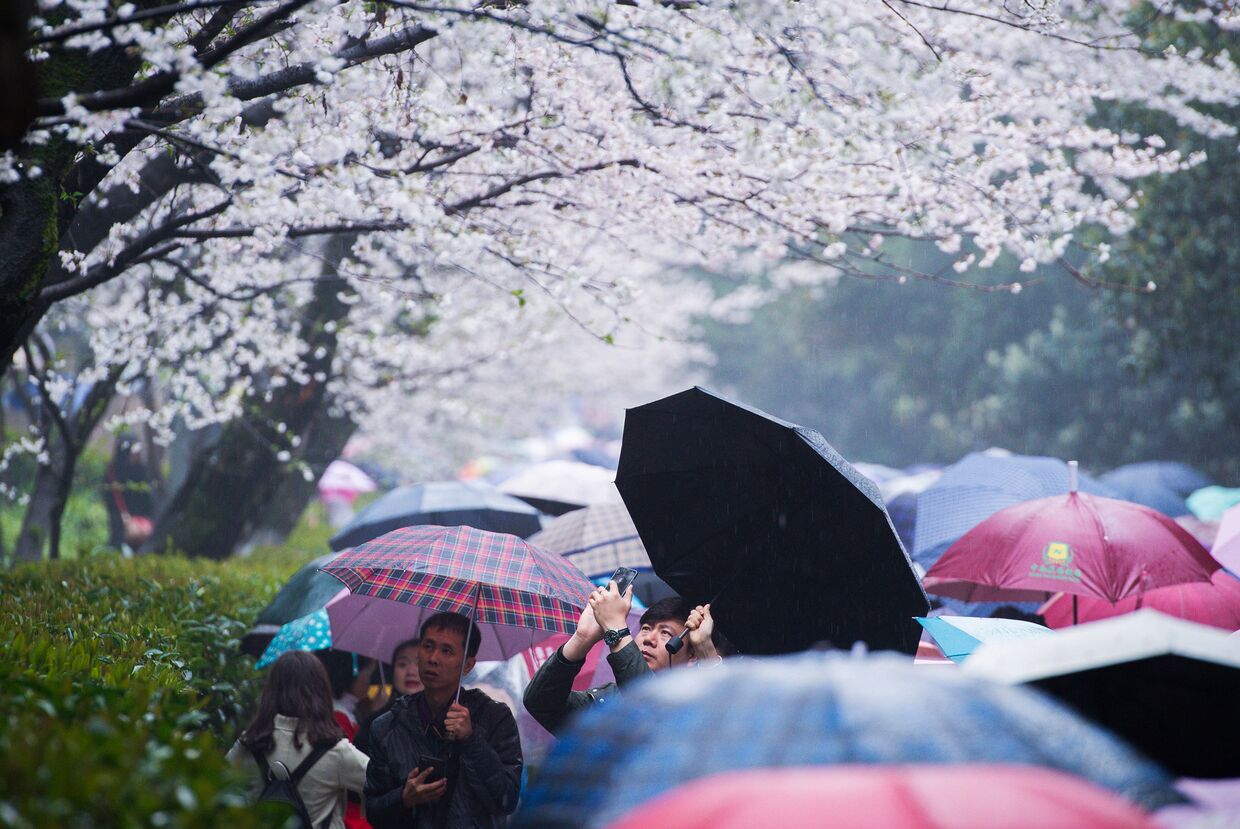 Цветение сакуры в провинции Хубэй в Китае