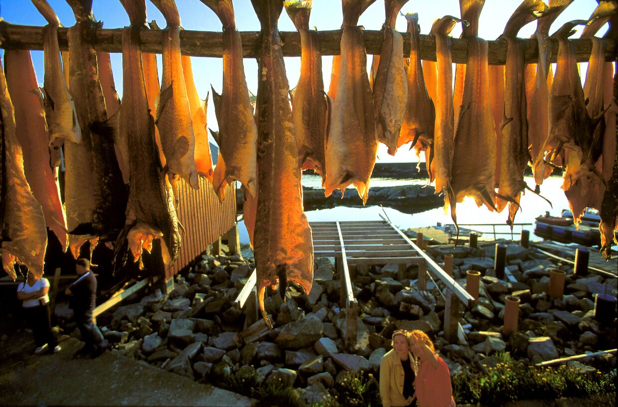 Подвешенная рыба сушится на берегу рыбацкого посёлка на севере Норвегии.