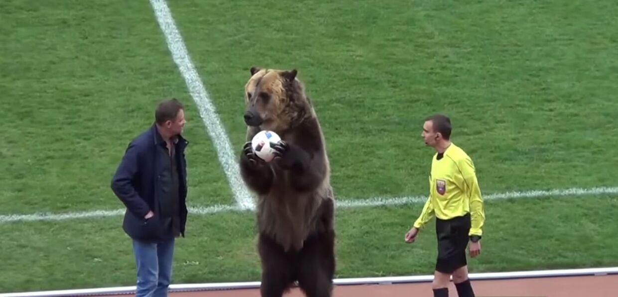 Медведь на футболе