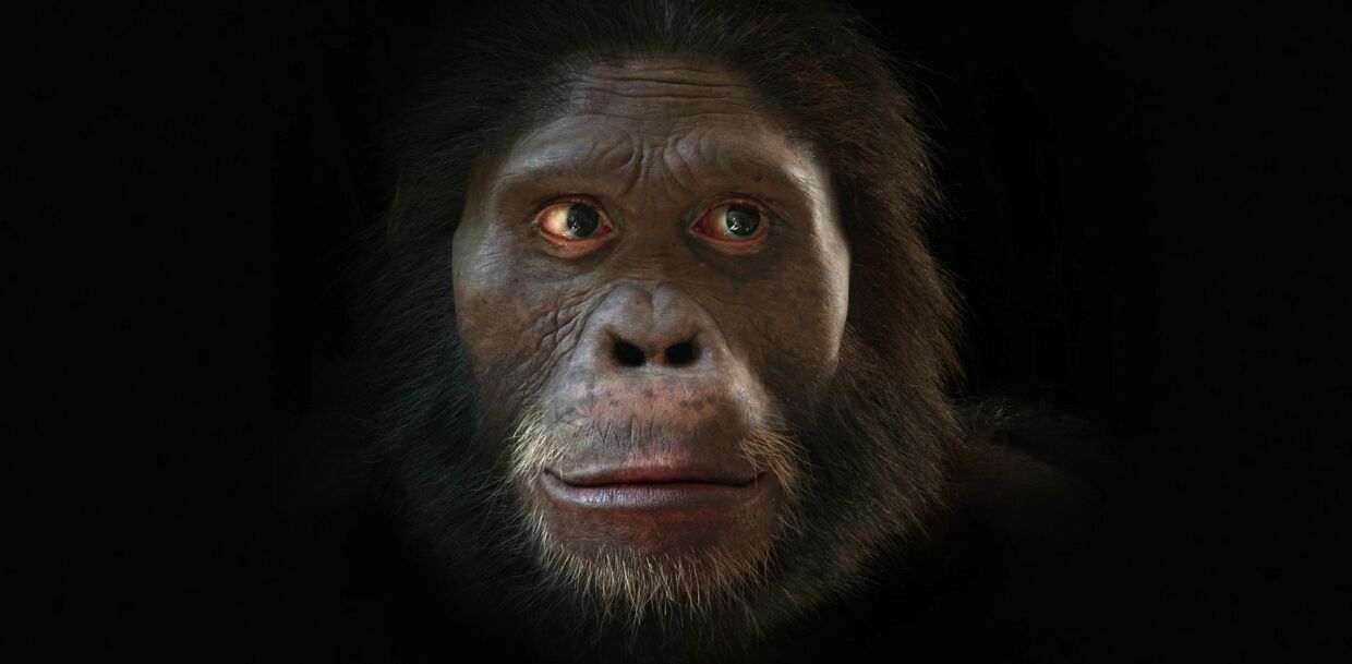 Как менялось лицо человека в процессе эволюции