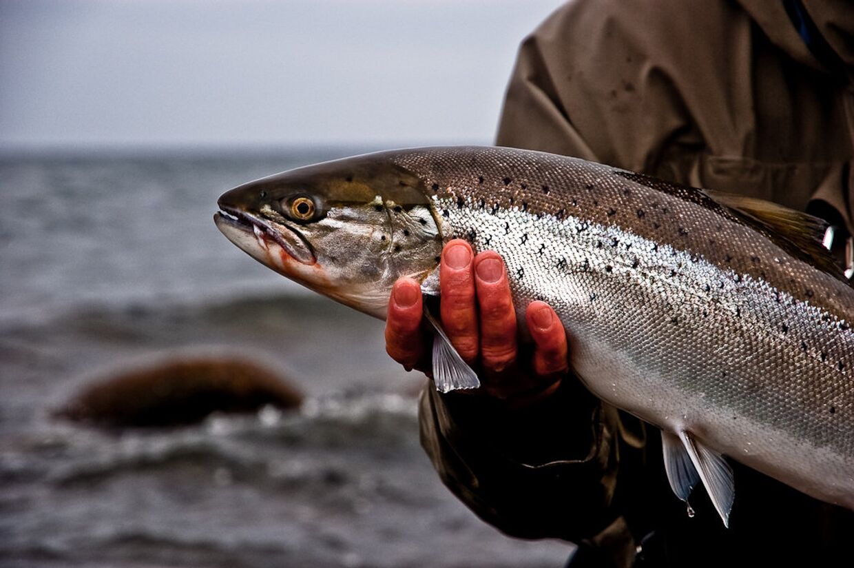Рыбак держит пойманную форель, Борнхольм, Дания