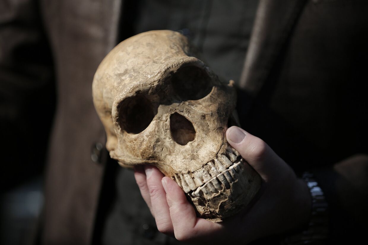 Американский антрополог Ли Роджерс Бергер держит копию черепа Homo Naledi