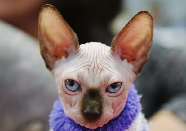 Кошка породы сфинкс на выставке Зимний кубок Кот-Инфо в Москве Кошка породы сфинкс на выставке Зимний кубок Кот-Инфо в Москве
