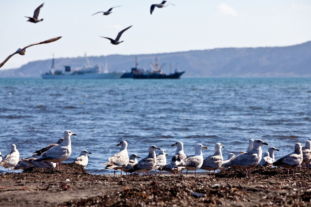 Чайки на берегу Южно-Курильского залива на острове Кунашир Курильской гряды