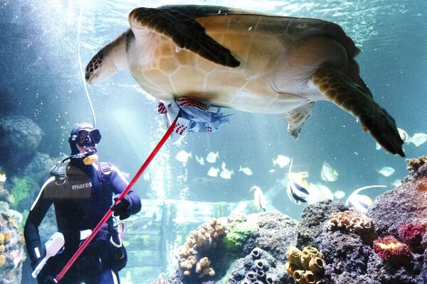 Работник центра морских животных чистит черепаху по кличке «Спиди» в Германии