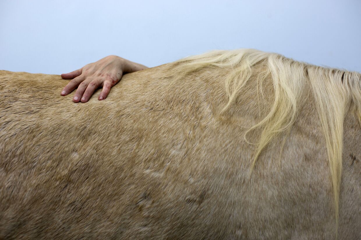 Ветеринар оперирует лошадь в школе Еврейского университета ветеринарной медицины