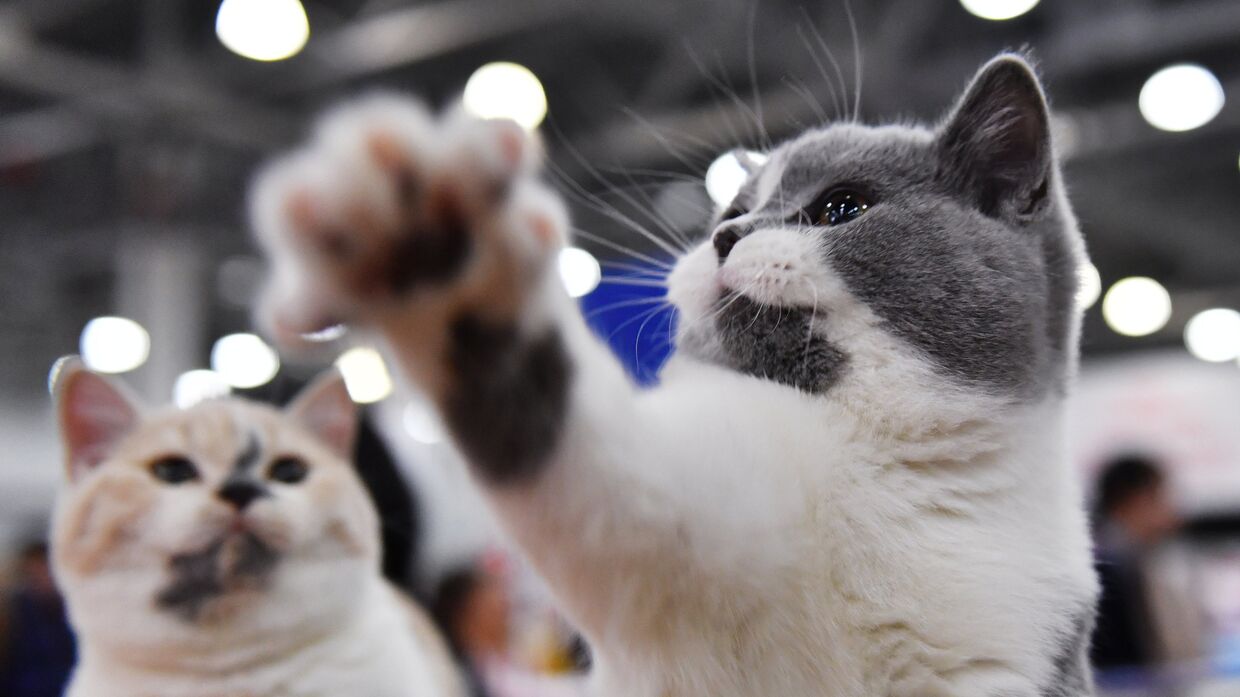 Кошки породы британская короткошерстная на международной выставке Гран-при Royal Canin-2017 в Москве