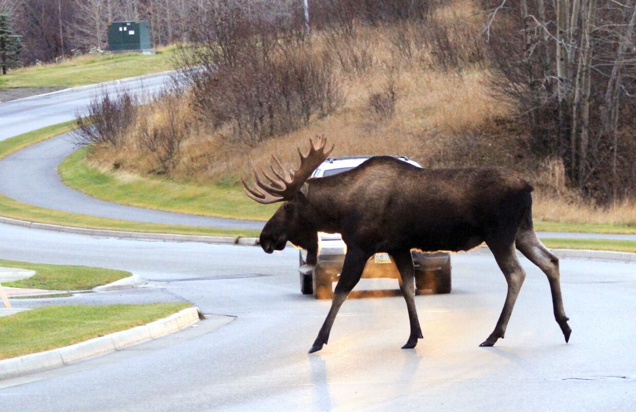 Автомобилист пропускает лося на дороге в Анкоридже, Аляска