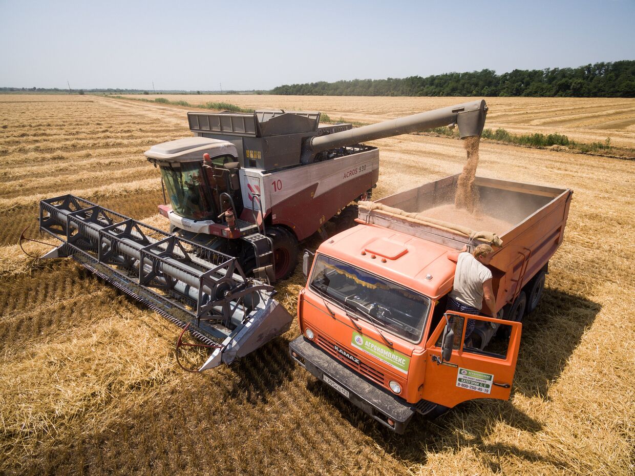 Уборка пшеницы на полях АО Агрокомплекс в Краснодарском крае