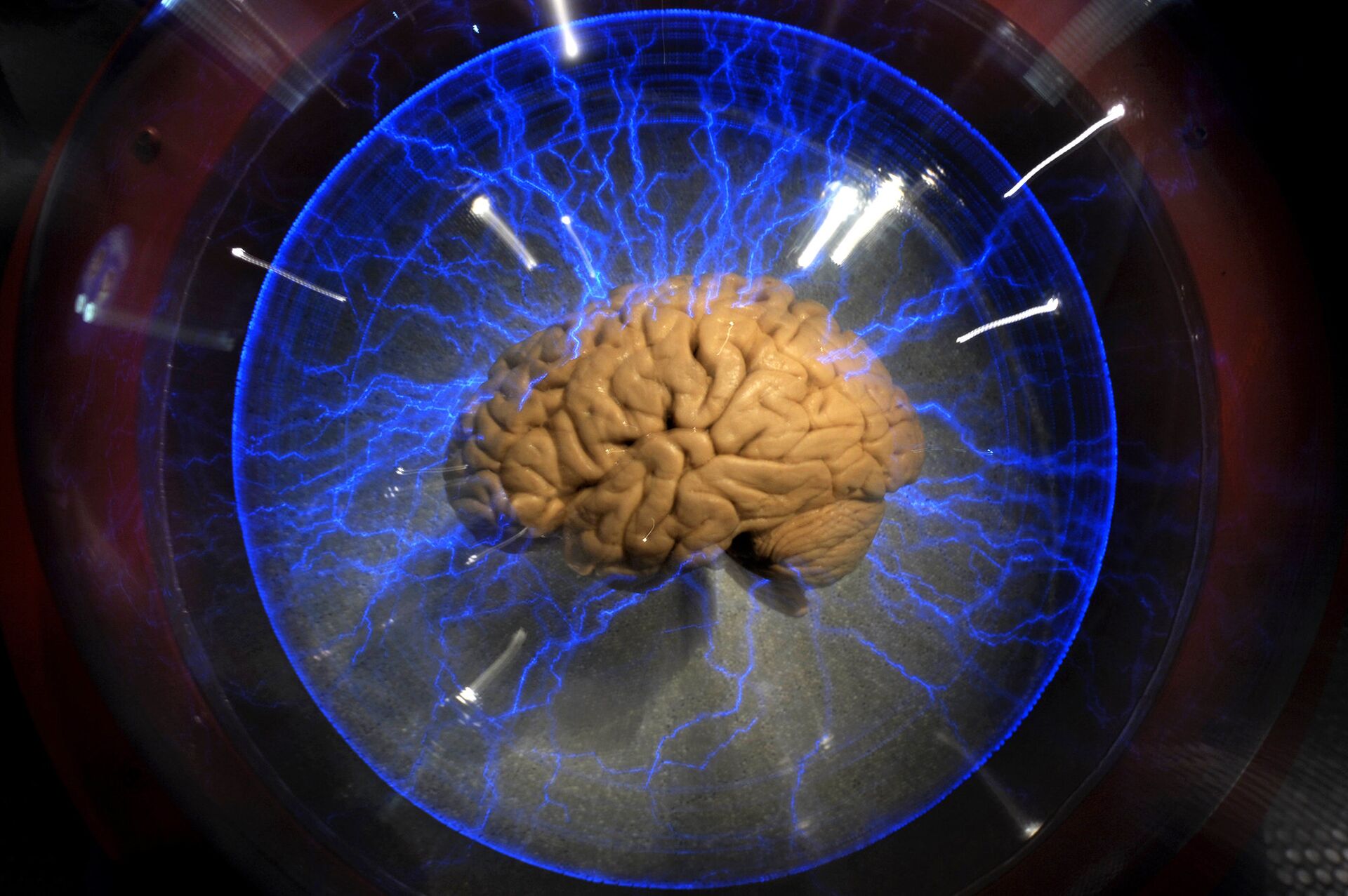 Челвеческий мозг на выставке в Сан-Паулу - ИноСМИ, 1920, 28.02.2021