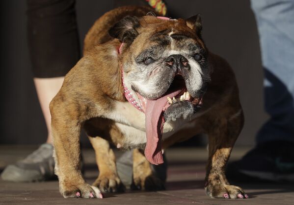Английский бульдог по кличке Жа Жа был назван самой уродливой собакой на ярмарке Sonoma-Marin в Петалуме, Калифорния