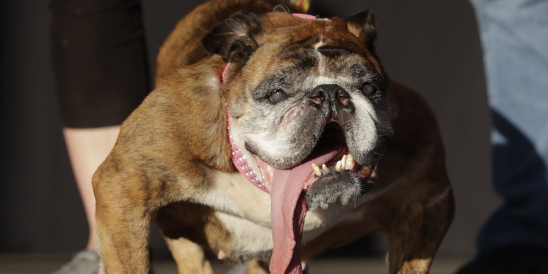 Английский бульдог по кличке Жа Жа был назван самой уродливой собакой на ярмарке Sonoma-Marin в Петалуме, Калифорния - ИноСМИ, 1920, 18.06.2022